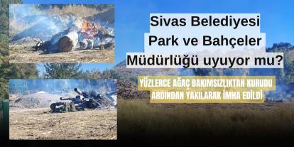 Sivas Belediyesi Park ve Bahçeler Müdürlüğü'nde ağaç katliamı
