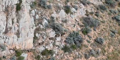 Sivas'ta belgeselleri aratmayan görüntü, drone ile kovaladı