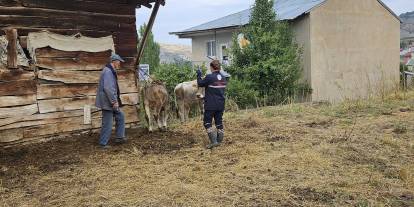 Sivas’ta şap hastalığına karşı aşılama dönemi
