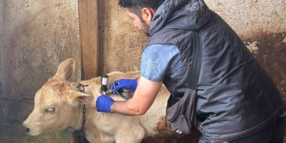 Sivas’ta hayvanlar şapa karşı aşılanıyor