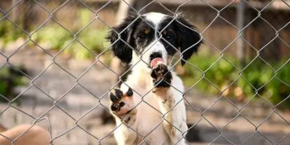 Sokak köpeklerinin beslenmesine getirilen yasak iptal edildi