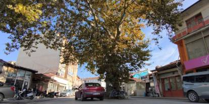 Tarihi çınarın hikâyesi Sivas’ta yazıldı