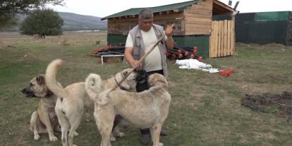 İtalyan uzmanları şaşırtan Türk çoban köpekleri