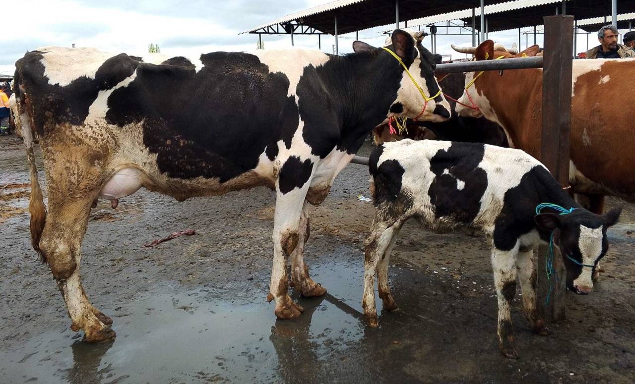 Hayvan Pazarı’nda Hareket Var, Kazanç Yok