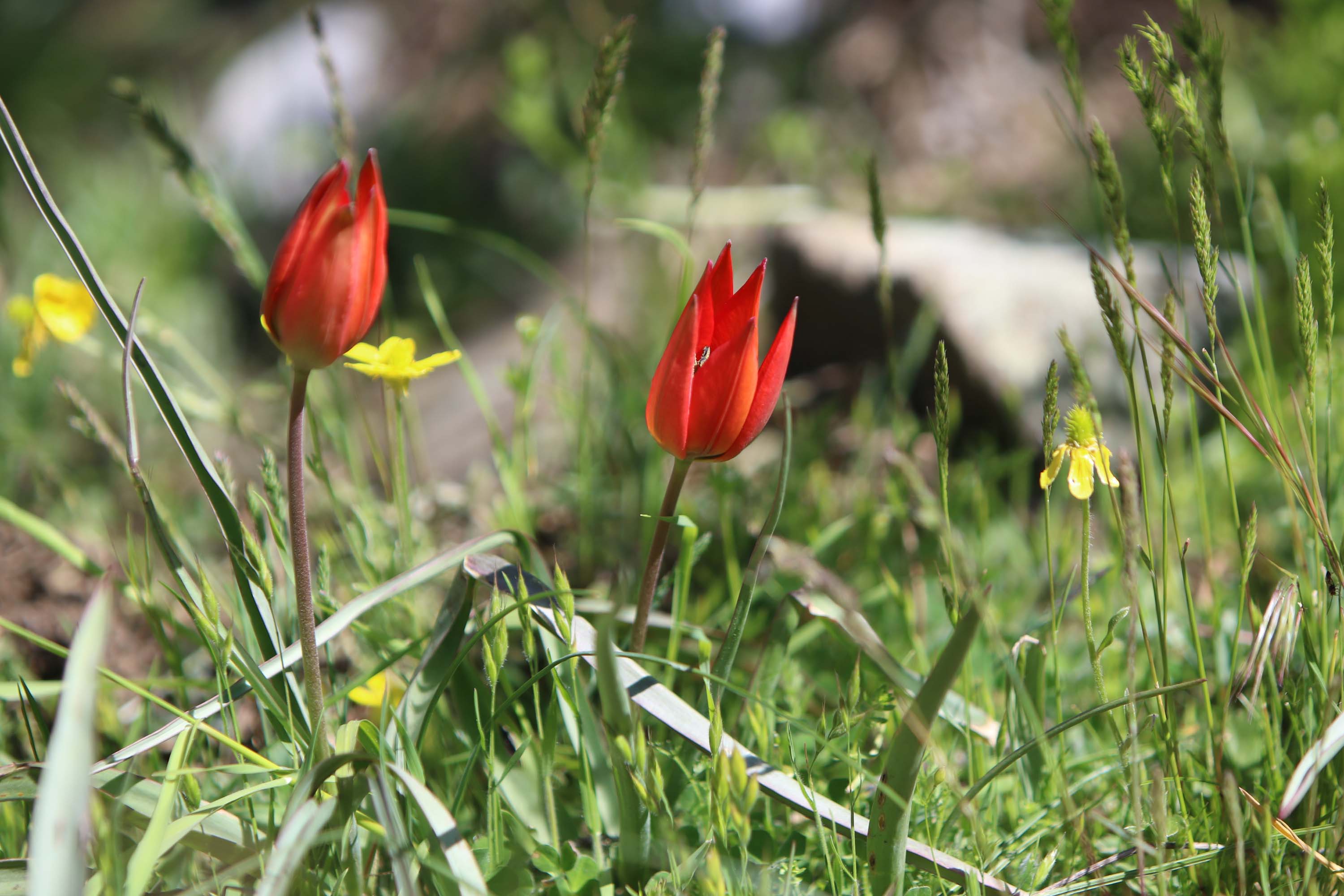 manisa-10-gun-canli-kalabilen-manisa-l-693292-205330.jpg
