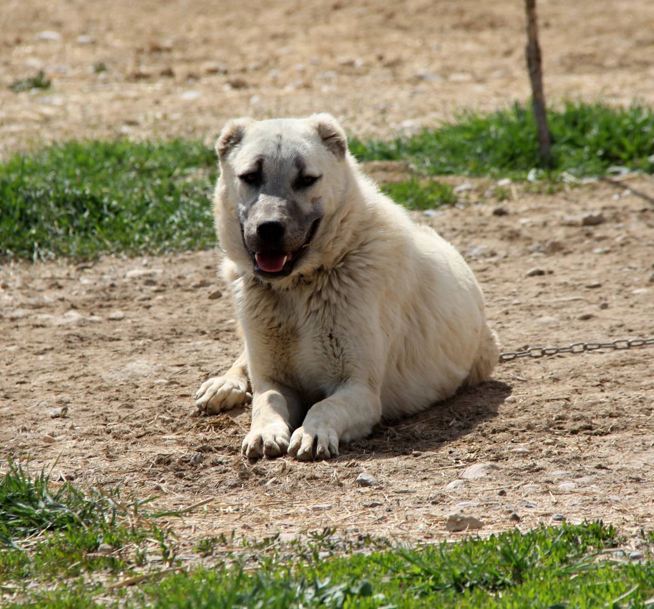 uyusturucunun-yeni-kabusu-kangal-olabilir-2.jpg