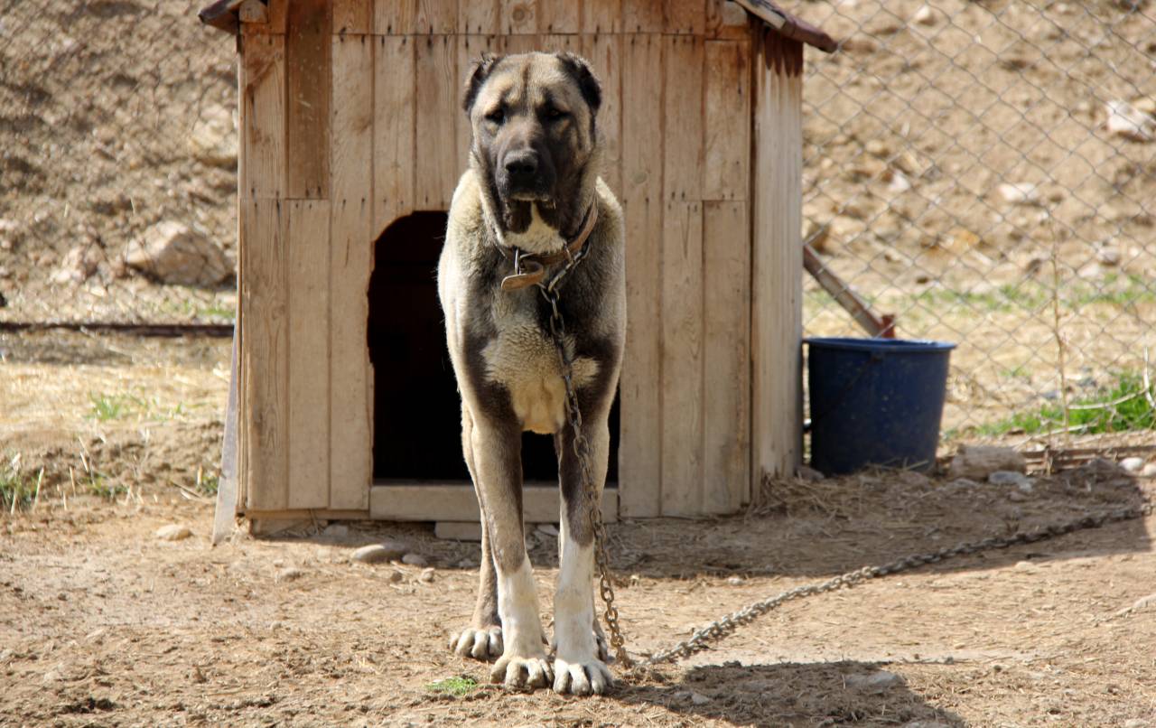 uyusturucunun-yeni-kabusu-kangal-olabilir-3.jpg