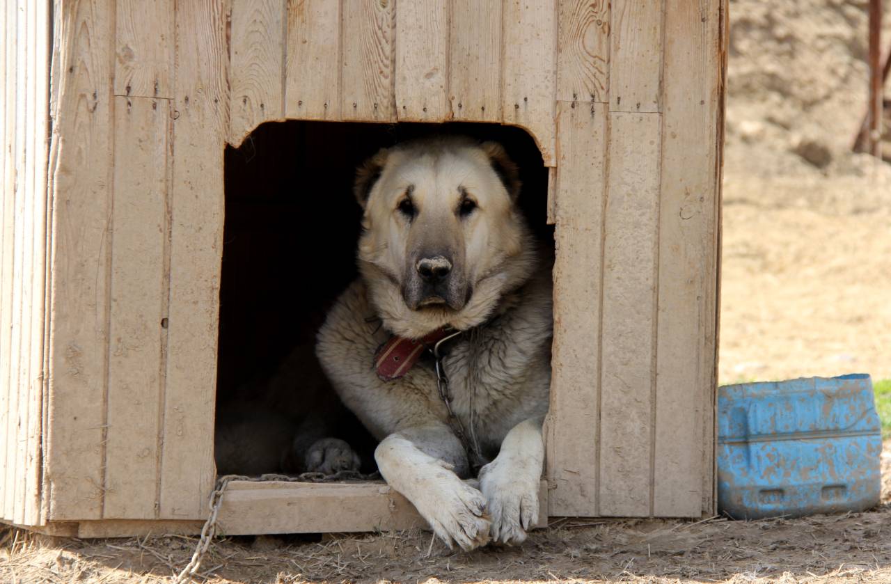 uyusturucunun-yeni-kabusu-kangal-olabilir-5.jpg