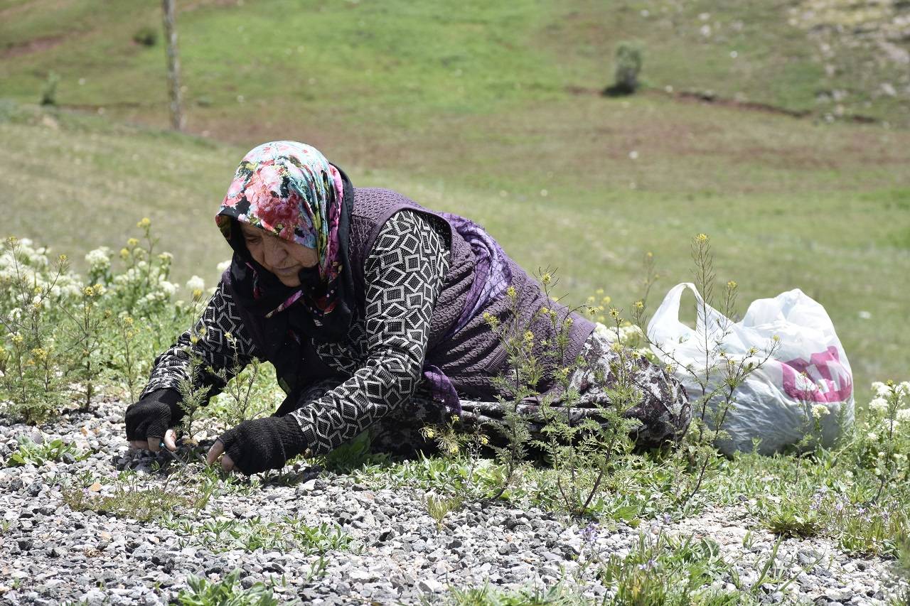 anadolunun-yesil-ekonomisi-yerde-bitiyor-altin-gibi-satiliyor-1.jpg