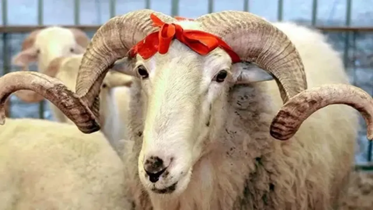 kurban-eti-dagitmak-zorunlu-mu.webp
