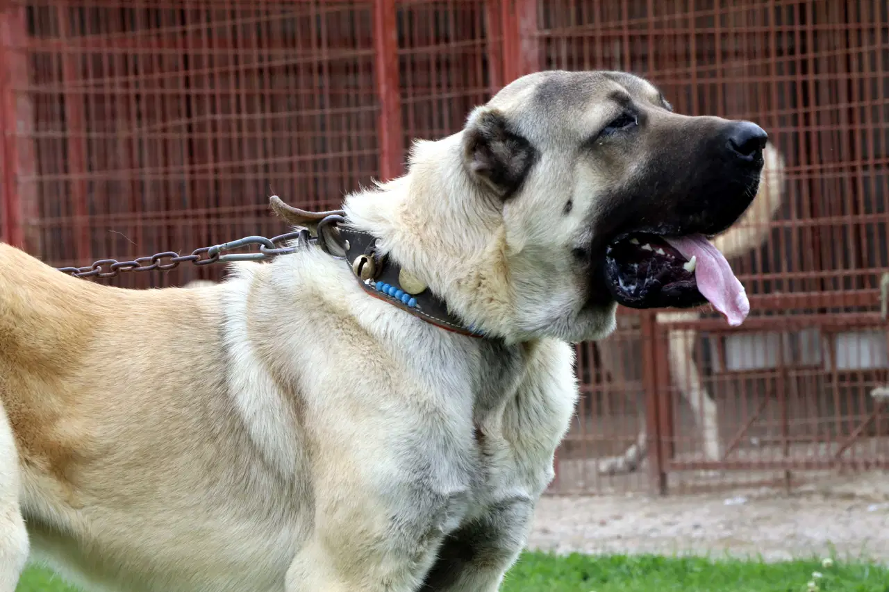 144243043-kangal-3.webp