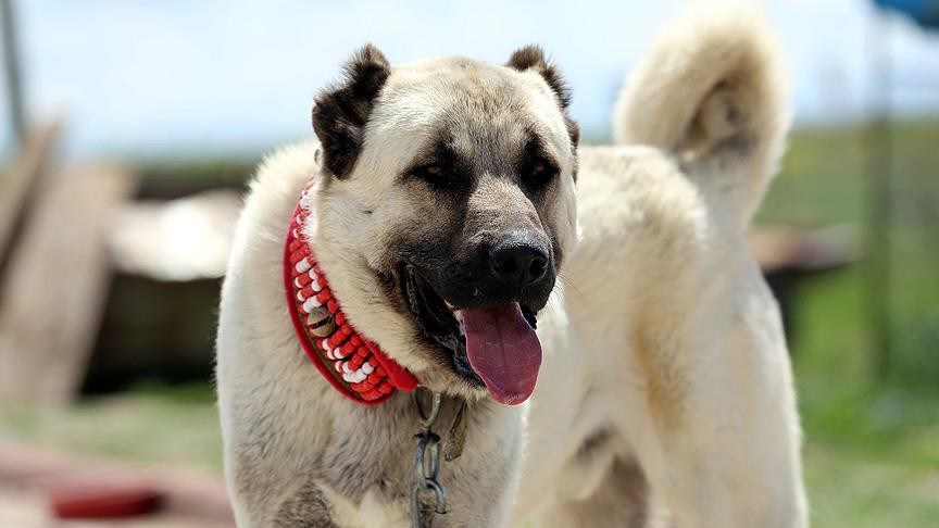 kangal-kopegi-028.jpg