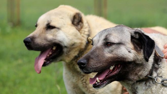 kangal-kopegi-031.jpg