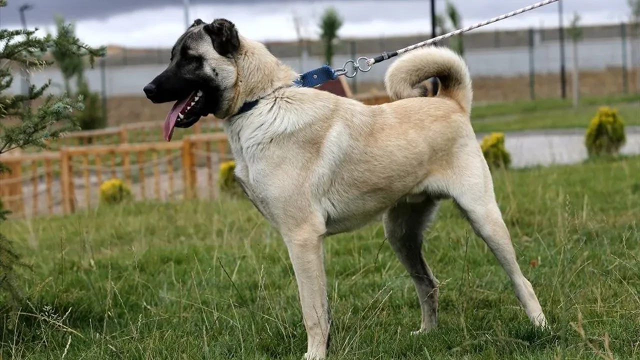 kangal.webp