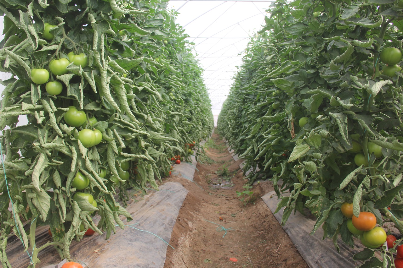 aa-20250725-38656940-38656938-anadolunun-kirac-topraklarinda-yilda-100-ton-domates-uretiyor.jpg