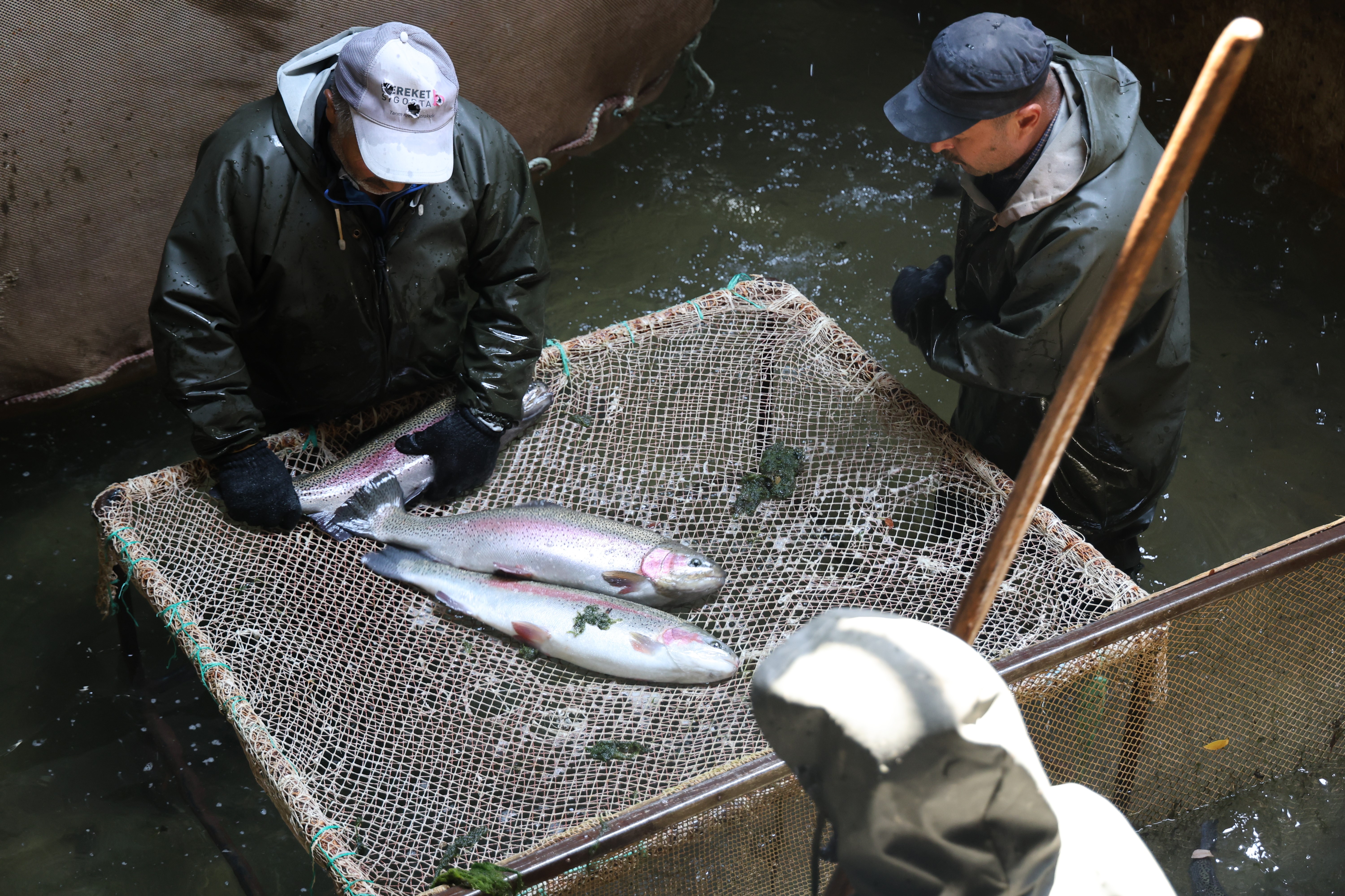 denize-kiyisi-yok-ama-zirvede-sivasta-alabalik-uretimi-2.jpg