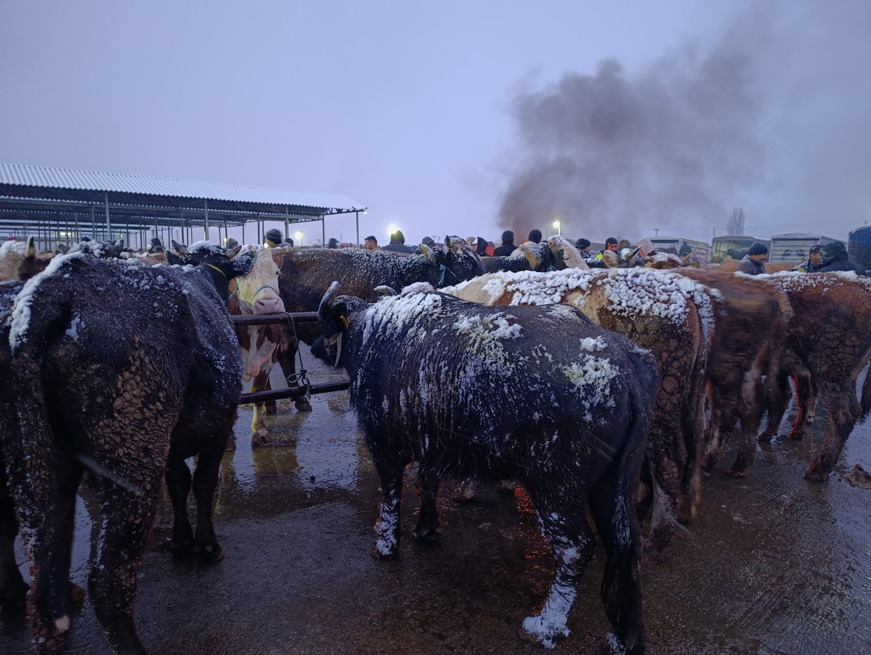 aa-20251227-40088446-40088444-sivasta-besiciler-pazara-getirdikleri-hayvanlarini-battaniyelerle-soguktan-koruyor.jpg