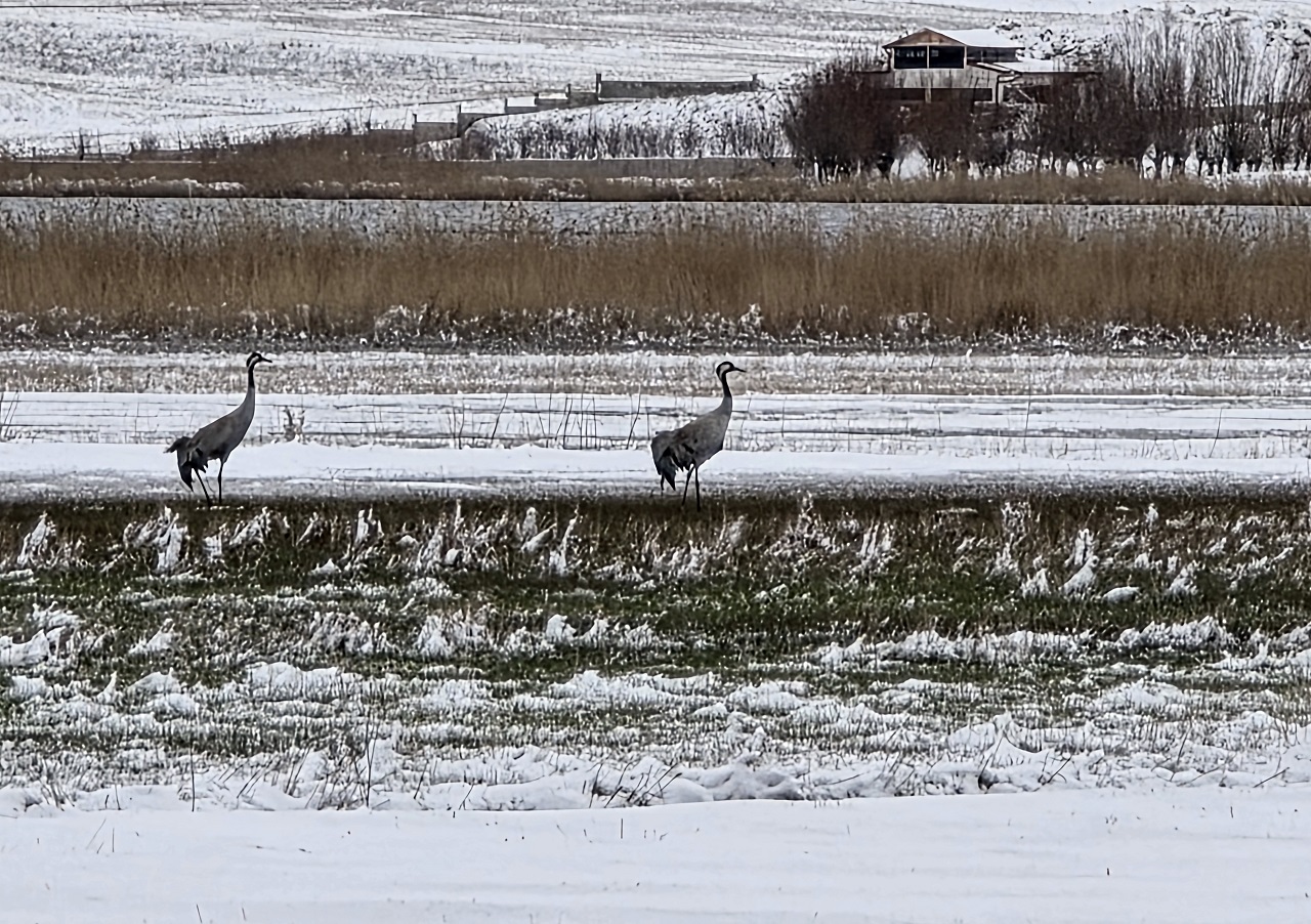 aa-20260304-40729295-40729294-hafik-golu-kenarinda-turna-ve-yaban-kazlarinin-karda-yiyecek-arayisi-goruntulendi.jpg