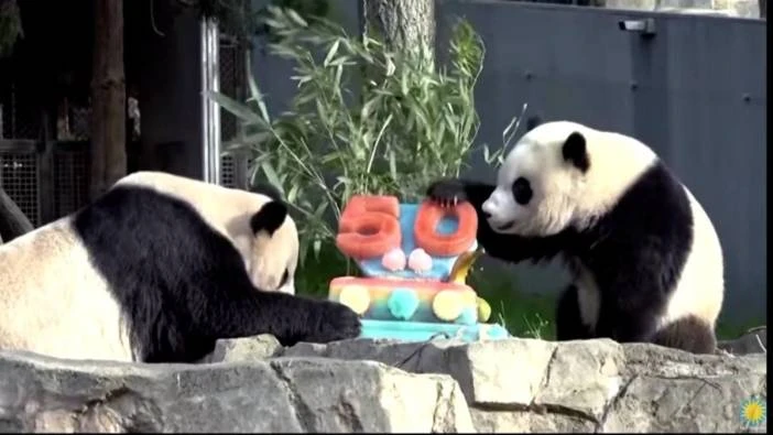 ABD ile Çin Arasındaki 51 yıllık Panda Diplomasisi Bitti