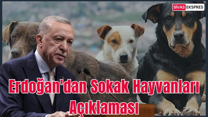 Erdoğan'dan Sokak Hayvanları Açıklaması