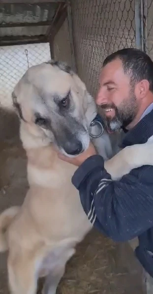 Kangal Köpeğinin Bakıcısına Vefası