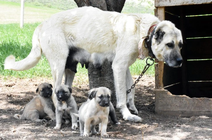 Kangal Köpekleri Yapay Zeka İle İzlenecek