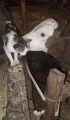 Kediyle Buzağının Dostluğu Gülümsetti
