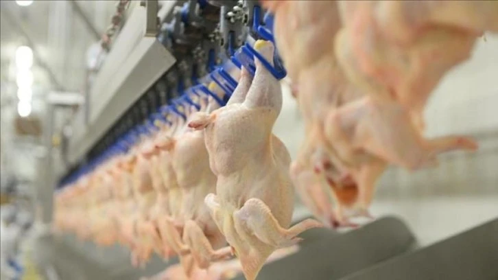 Tavuk Eti Üretimi Azaldı