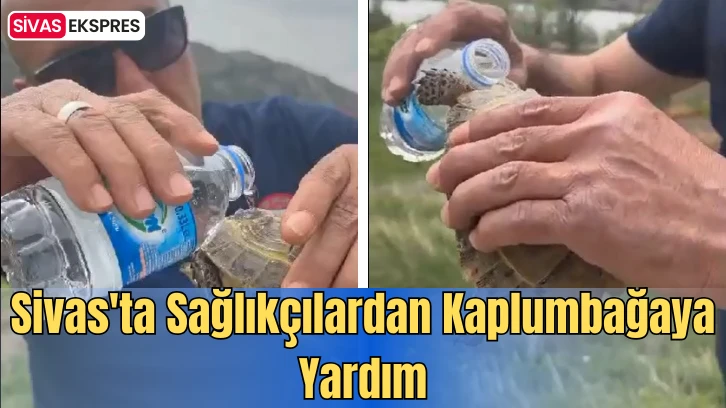 Sivas'ta Sağlıkçılardan Kaplumbağaya Yardım