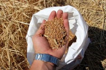 4 Yeni Buğday Çeşidi Tescile Sunulacak