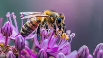Arı Popülasyonu Azalıyor