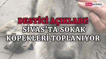 Destici Açıkladı, Sivas'ta Sokak Köpekleri Toplanıyor