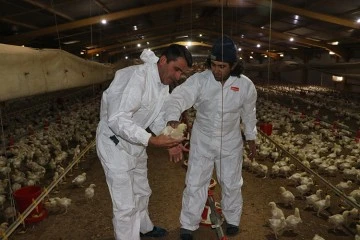 Devlet Desteği İle Kurdu Tavuk Üretiyor