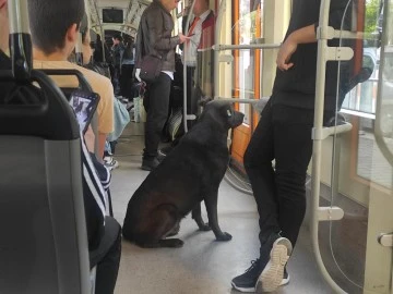 Köpeğin Tramvayla Seyahati İlgi Çekti