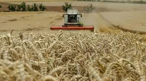 Buğdayın Maliyeti  Yüzde 62 Arttı