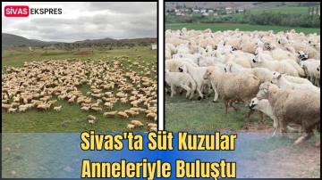 Sivas'ta Süt Kuzular Anneleriyle Buluştu 