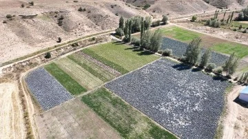 Sivas'ta Bozkır Sebzelerle Yeşerdi