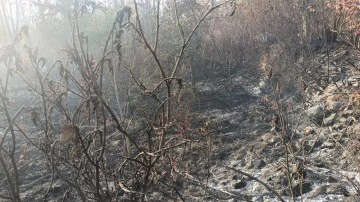 Sivas'ta Ceviz Ağaçları Yandı