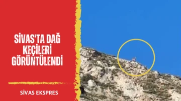 Sivas'ta Dağ Keçileri Görüntülendi