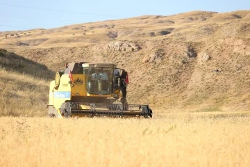 Sivas'ta Habeş Buğdayı Yaygınlaşacak
