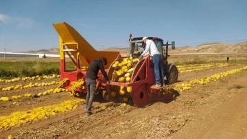 Sivas'ta Kadın Çiftçiden Rekor Üretim