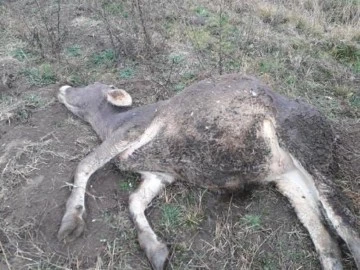 Sivas'ta Kimyasal Gübre Hayvanları Öldürdü