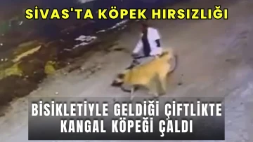 Sivas'ta Köpek Hırsızlığı! Bisikletiyle Geldiği Çiftlikte Kangal Köpeği Çaldı!