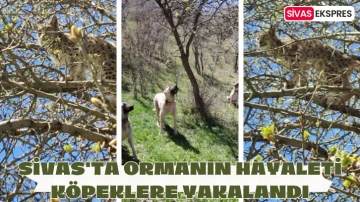 Sivas'ta Ormanın Hayaleti Köpeklere Yakalandı