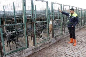 Sivas'ta Sokak Hayvanlarına 5 Yıldızlı Bakım
