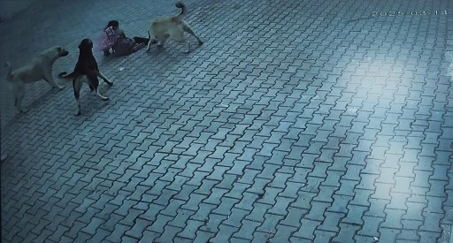 Sivas'ta Sokak Köpekleri Çocuğa Saldırdı