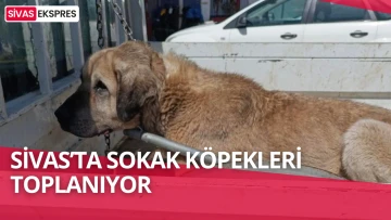Sivas’ta Sokak Köpekleri Toplanıyor