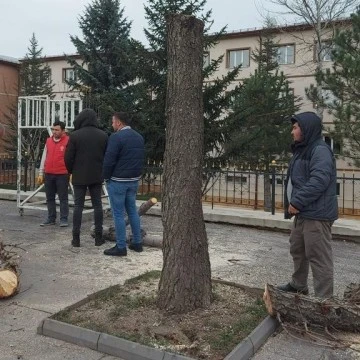 Sivas'ta Yanlış Budanan Ağaçlar Zarar Gördü