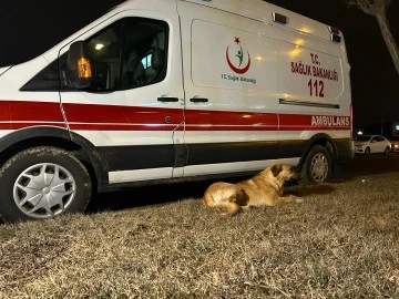Sivas'ta Yaralı Köpeği Sağlık Ekipleri Kurtardı