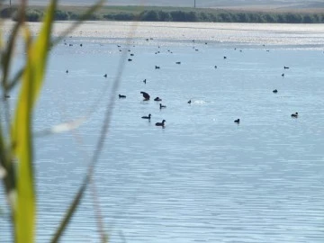 Sivas'taki O Göl Yaban Kuşlarını Ağırlıyor
